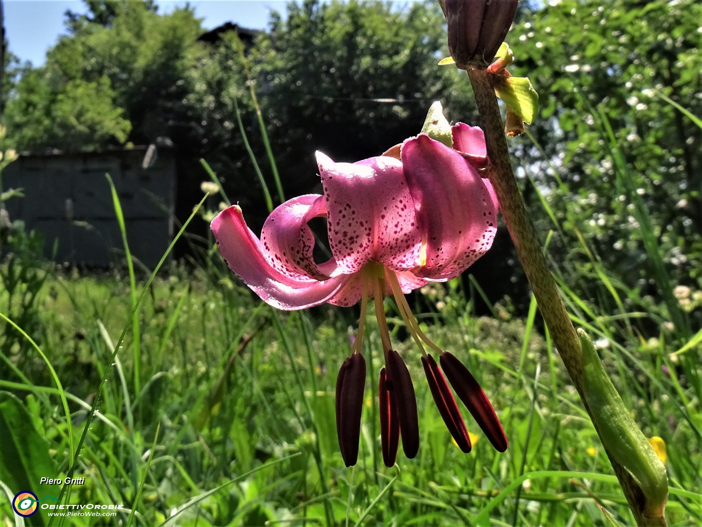 54 Ol Ruculu immerso nel verde in primo piano Lilium martagon.JPG